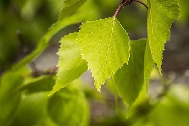 Birch leaf