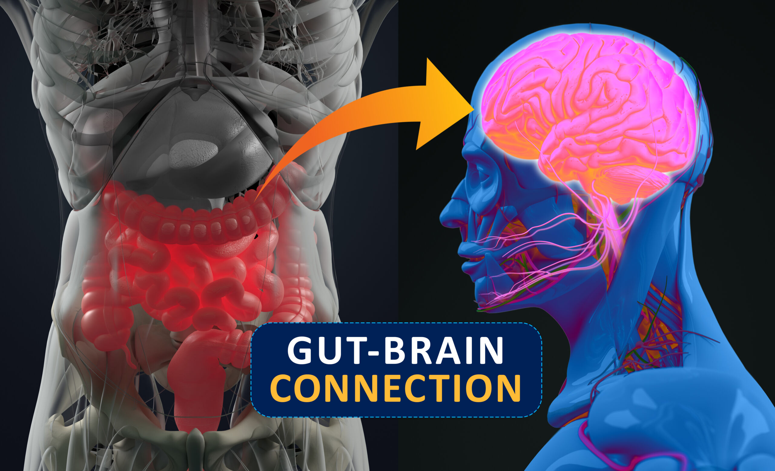 Getur heilbrigð þarmaflóra dregið úr líkum á að fá Alzheimersjúkdóminn?